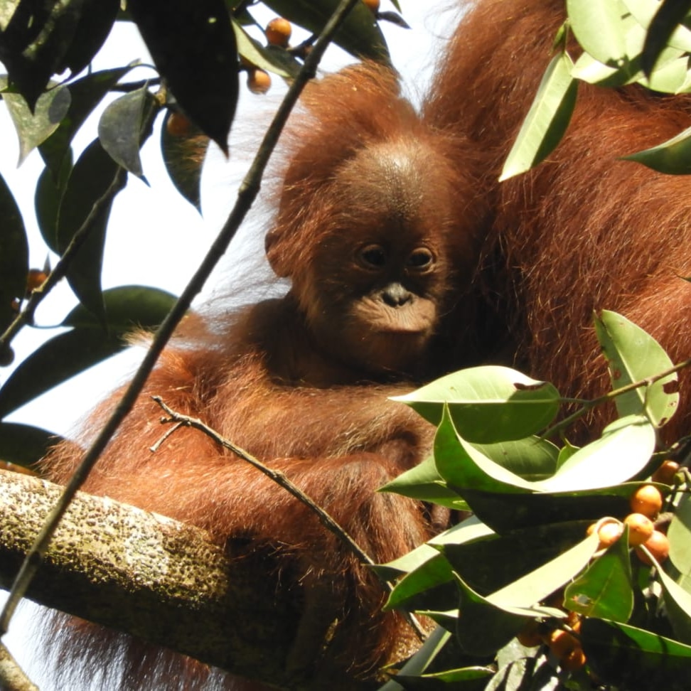 Dollar Village,  Bukit Lawang, Tangkahan Tour